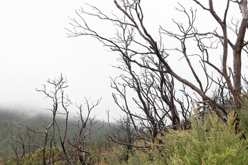 Bushfire damaged trees