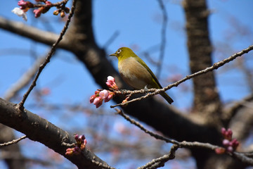 White‐eye sitting on  an Ume tree; a bird of the silvereye group