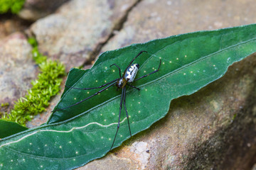 spider in forest, abstract in nature background