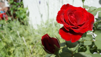 Deep Red Rose