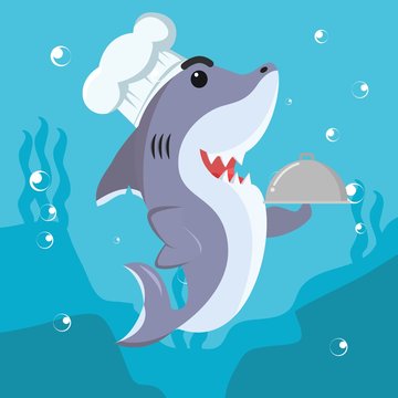 shark cheff vector illustration design
