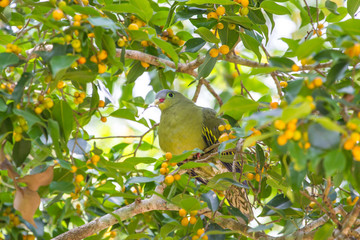 Thick-billed Green Pigeon (Treron curvirostra) in nature