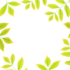 Green foliage frame on white background.