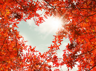 Heart shaped autumn foliage on sky background. Love nature concept.