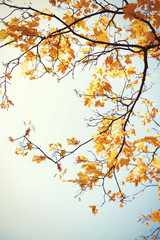 Heart shaped autumn foliage on sky background. Love nature concept.