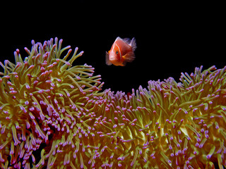 Pink Anemonefish Manta Ray Bay, Yap