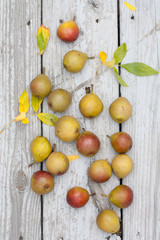 Miniature Seckel pears scattered on a weathered wood background 
