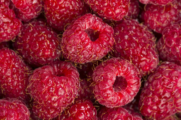 Raspberry with drops of water, many freshly picked ripe red fruits, closeup, natural background 