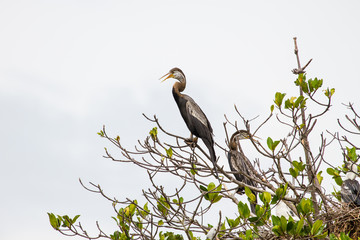 Oriental darter or snakebird bird