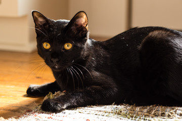 Black cat Bombay gold eyes
