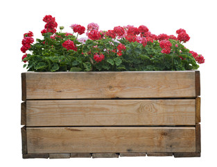 Large wooden pot with Red geranium flower, isolated on white