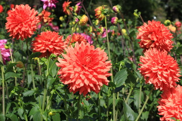 Bright Dahlia in Yamagata Japan