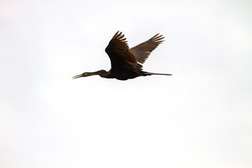 Oriental darter or snakebird bird