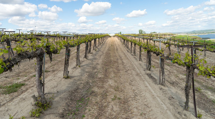 Fototapeta na wymiar Young Grape Vines Winery Plantation Fruit Plants