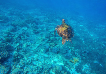 Obraz na płótnie Canvas Sea turtle swims in blue water