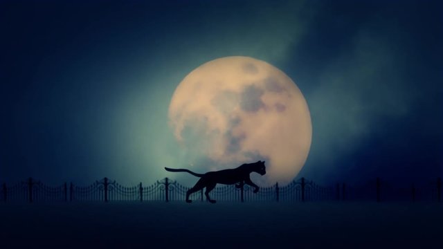 Cat Running on a Rising Full Moon Background
