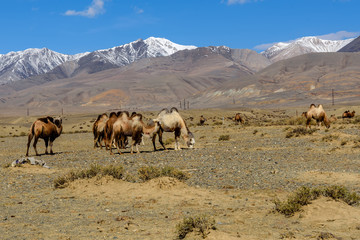 camels herd graze mountains