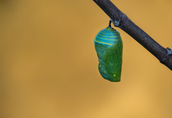 Monarch butterfly pupae development on milkweed branch