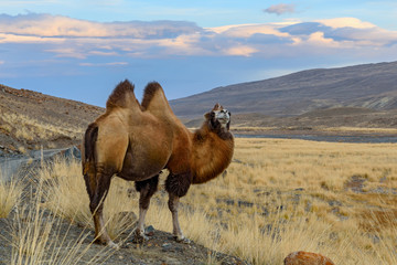 camel portrait graze mountains