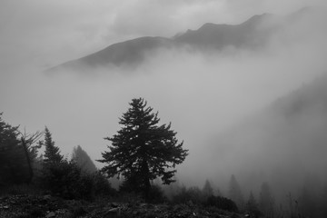 Misty dreamy landscape and pine forest