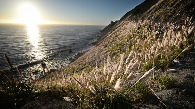 Pampas grass blowing in the window with the sun setting over the Pacific Ocean in Big Sur, California