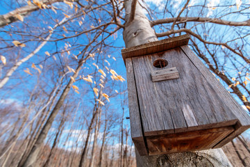Wooden Bird House