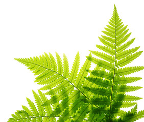 Green fern leaves isolated on white background - obrazy, fototapety, plakaty