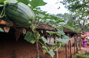 Giant pumpkin on a roof in an Adivasi indigenous village of Jharkhand, India