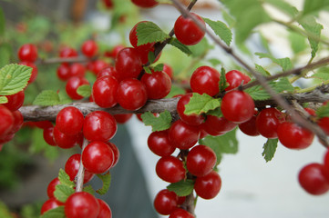 Berry cherry on branch