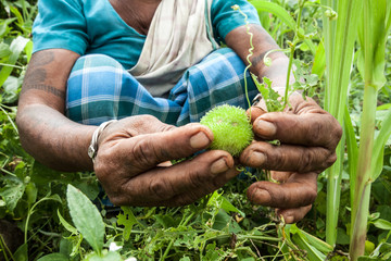 Naklejka na ściany i meble Indigenous Adivasi woman collecting an uncultivated fruit in a forest in Jharkhand, India