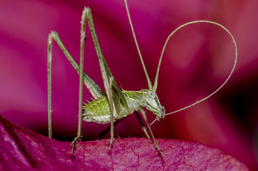 Macro shot of a green bush cricket, balancing on the edge of a leaf. Natural environment