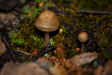 toadstool mushroom forest closeup