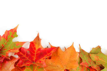 colorful autumn maple leaves frame isolated on white background