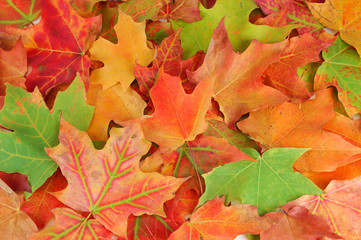 colorful autumn maple leaves background