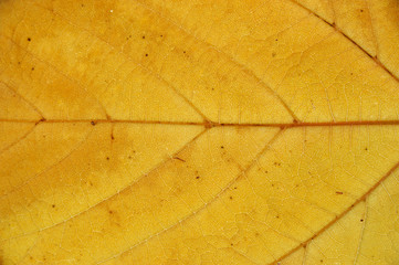 close-up on autumn yellow leaf texture