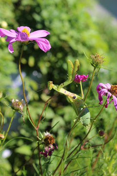 コスモスの花にしがみつくカマキリ