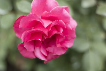 Pink Rose