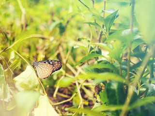 Fototapeta premium Vintage filtered; Butterfly on leave, nature background