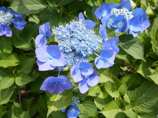 アジサイ(ブルースカイ)