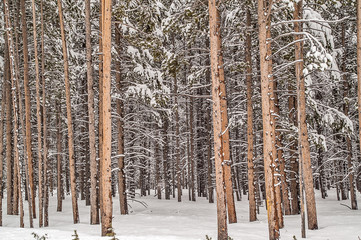 Yellowstone Forest after a spring snowfall in May