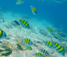 Fototapeta na wymiar Yellow and black striped coral fish.