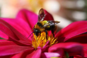 close up bee on flower