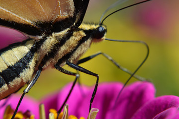 Closeup Macro Yellow and Black Striped Butterfly on a Bright Pink Flower