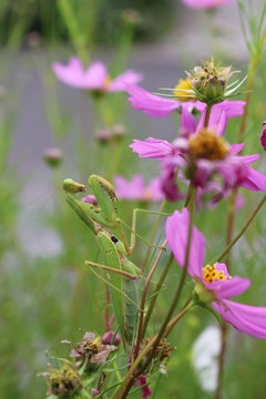 コスモスの花にしがみつくカマキリ
