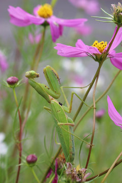 コスモスの花にしがみつくカマキリ