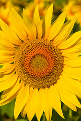 Sunflower close up. Bright yellow sunflowers.