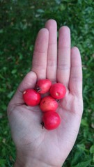 Плоды боярышника