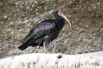 Glossy Ibis, Plegadis falcinellus, is threatened with extinction