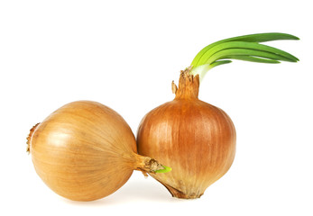 Onions bulb with growing greens isolated on white background