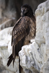 young Bearded Vulture, Gypaetus barbatus born at the zoo will be released to the wild